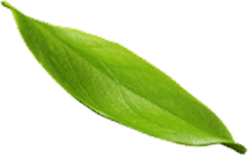 A single vibrant green leaf with a smooth texture, set against a transparent background.