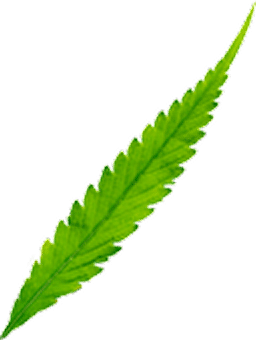 A single green fern leaf with a pointed tip and a serrated edge, displayed against a transparent background.